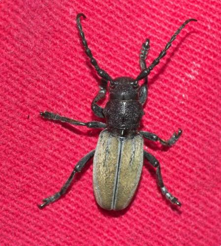 Réf. 196 282 : Iberodorcadion fuliginator